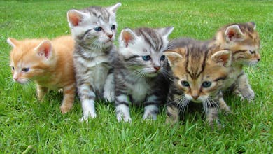 A group of five cute kittens exploring and playing on lush green grass outdoors.