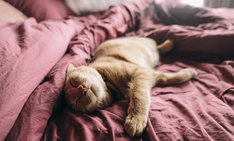 A cute tabby cat sleeping on a pink bed, exuding warmth and comfort.